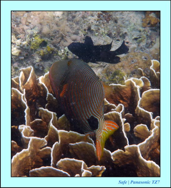 2009    07   Kapalai 27